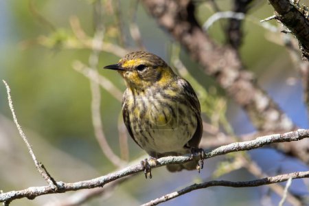 Photo for A female cape may warbler on a small branch - Royalty Free Image
