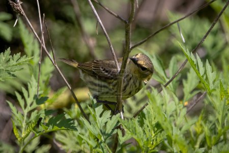 Photo for A female cape may warbler looking for some food - Royalty Free Image
