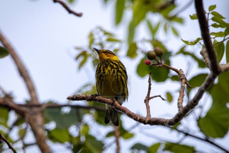 Photo for A male cape may warbler on a tree next to some berries - Royalty Free Image