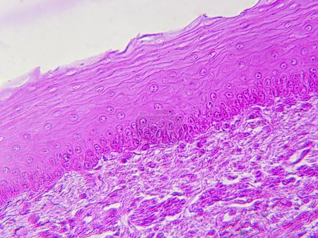 Foto de Tejido esofágico bajo el microscopio: Epitelio escamoso estratificado en detalle - Imagen libre de derechos
