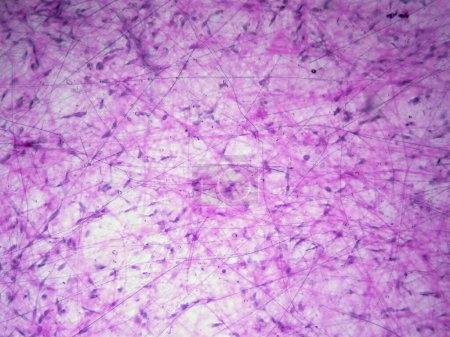 Photo for The Body's Filler: Loose Areolar Tissue in Detailed View Under the Microscope - Royalty Free Image