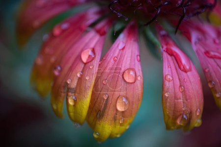 Téléchargez les photos : La magie des gouttes d'eau : Superbe prise de vue macro d'une couverture Flower Peta - en image libre de droit