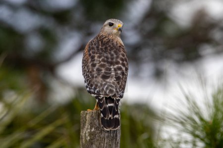 Téléchargez les photos : Le monde du chasseur : Buse à épaulettes dans l'habitat naturel - en image libre de droit