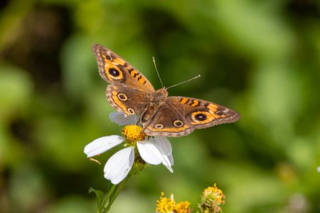 Téléchargez les photos : Butterflies Up Close : Sud Mangrove Buckeye dans les détails étonnants - en image libre de droit