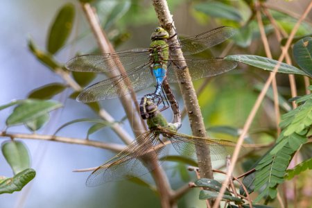Téléchargez les photos : Dragonfly Love : Deux dards verts communs dans l'habitat naturel - en image libre de droit