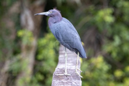 Photo for The Little Heron: Little Blue in Detailed View - Royalty Free Image