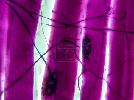 Photo for The Connection Between Nerves and Muscles: Motor Unit Synapse in Stunning Detail - Royalty Free Image