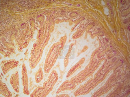 Imagen histológica de las células paneth en el intestino delgado