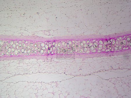 Photo for The Beauty of Cartilage: Hyaline Cartilage in Detailed View Under the Microscope - Royalty Free Image