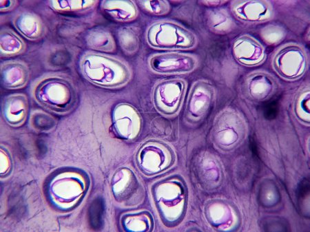 Photo for Zooming in on Glottis Elastic Cartilage: Stunning Detail in High Magnification - Royalty Free Image