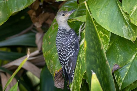 Photo for Adorable Fledgling Red-Bellied Woodpecker Clinging to Leaf - Royalty Free Image