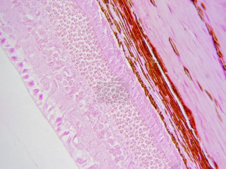 Téléchargez les photos : Périphérie révélée : couches de rétine périphérique détaillées à 400x - en image libre de droit
