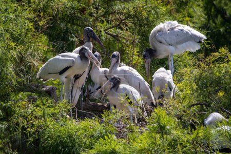 Photo for Ready for the Sky: Fledging Wood Storks in Florida - Royalty Free Image