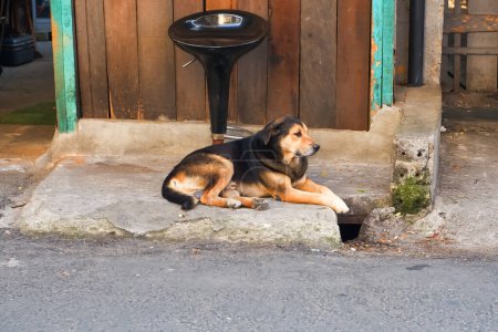 Photo for A dog sitting in front of the shop waiting for the shop to open - Royalty Free Image