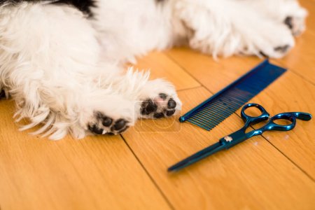 Photo for Trimmed dog paws. Close-up. Dog trimmed with scissors. groomer concept. shih tzu - Royalty Free Image