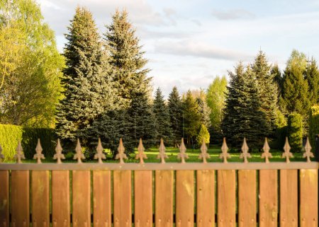 Téléchargez les photos : Belle zone derrière une clôture en bois. Aménagement paysager, territoire avec thujas, sapins et arbres - en image libre de droit