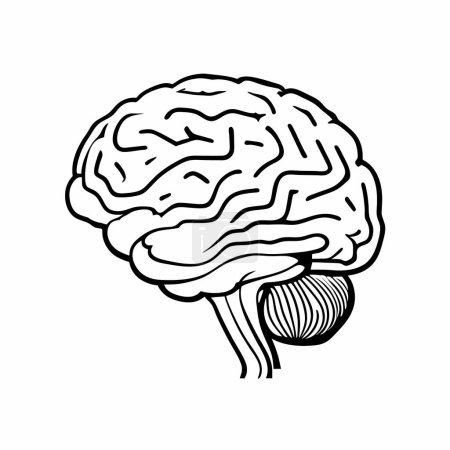 Illustration for Human brain outlined vector illustration. - Royalty Free Image