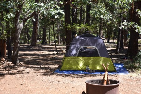 Bosque de camping con árboles en la naturaleza - Tiendas de campaña