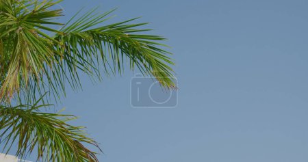 Téléchargez les photos : Palmier balançant dans le vent contre un ciel bleu vif, jour ensoleillé. Gros plan. - en image libre de droit