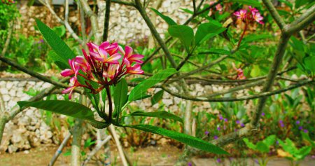 Téléchargez les photos : Jardin fleuri tropical avec des fleurs de plumeria rose sur l'arbre lors de la journée ensoleillée d'été, fond flou. Vacances en hôtel dans l'île chaude de Bali. Personne.. - en image libre de droit