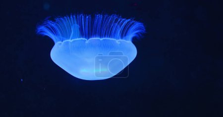 Photo for Underwater shot of Aurelia Hawaii, moon jellyfish, saucer jelly floating in the dark open deep sea. Family Ulmaridae. Close-up, slow motion. Natural habitat of medusa. Clear waters. - Royalty Free Image