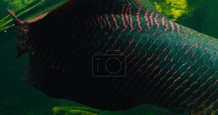 Téléchargez les photos : Arapaima gigas ou pirarucu poissons nageant dans l'étang. Il carnivore originaire du bassin de l'Amazone. Cette torpille aquatique est parmi les plus grands poissons d'eau douce. Le corps est principalement gris à gris-vert et les taches rouges queue. - en image libre de droit