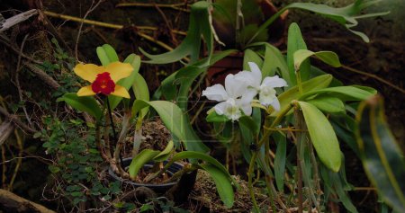 Téléchargez les photos : Beautiful white orchid flower. Close-up in macro shooting. Phalaenopsis, Moth Orchid. Background with white orchid flower. Wild nature. - en image libre de droit
