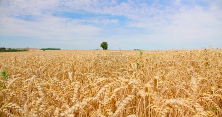 Foto de Roble solitario en un campo de trigo maduro dorado con un cielo azul. Primer plano de espigas llenas de granos. De Havesting. Alemania. - Imagen libre de derechos