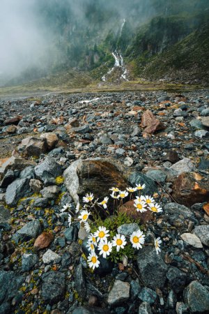 Téléchargez les photos : Fleurs de camomille sauvage dans une vallée pierreuse. Cascade de montagne en arrière-plan. Sulzenau Alm, Alpes Stubai, Autriche. - en image libre de droit