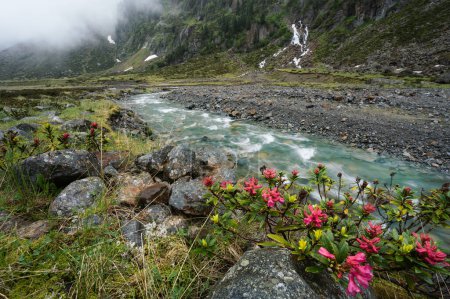 Téléchargez les photos : Fleurs d'alpenrose et rivière alpine de montagne. Des ruisseaux d'eau de fonte glaciaire. Sulzenau Alm, Alpes Stubai, Autriche. - en image libre de droit