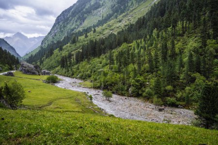 Photo for Fir tree forest, mountain river down the valley. Zillertal, Austria, Europe. - Royalty Free Image