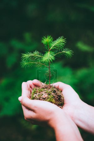 Female hand holding sprout wild pine tree in nature green forest. Earth Day save environment concept. Growing seedling forester planting.