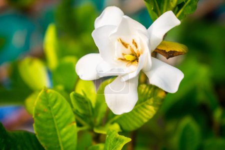 Téléchargez les photos : Belle fleur blanche avec fond de feuilles vertes. Gardenia jasminoides (Cap jasmin) comme décoration de jardin. Plan rapproché - en image libre de droit