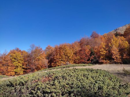 Téléchargez les photos : Beaux arbres colorés en automne dans le parc national de Galicica, Macédoine - en image libre de droit