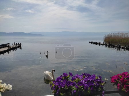 Photo for Swan family with four young swans at the shore of Ohrid Lake, Macedonia - Royalty Free Image