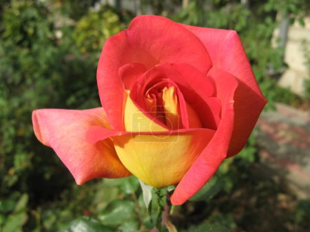 Foto de Rosa única rojo-amarilla en el jardín en Prilep, Macedonia - Imagen libre de derechos