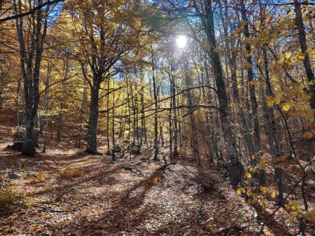 Téléchargez les photos : Le soleil brille à travers des arbres colorés vifs en automne dans le parc national de Galicica, en Macédoine - en image libre de droit