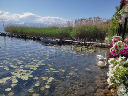 Photo for Swan family at the shore of Ohrid Lake, Macedonia - Royalty Free Image
