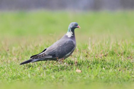 Téléchargez les photos : Une colombe fière se tient dans une prairie - en image libre de droit