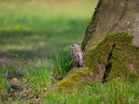 Photo for A bird stands in the grass next to a tree. - Royalty Free Image