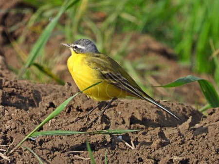 Foto de Foto de retrato de pájaro amarillo en el suelo - Imagen libre de derechos
