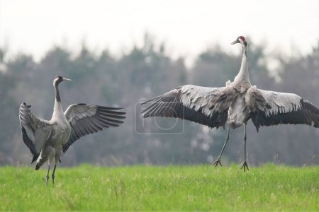 Photo for Two herons play in a clearing with a forest background - Royalty Free Image