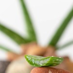 Aloe vera with pebble stone on white background, background for design and decoration