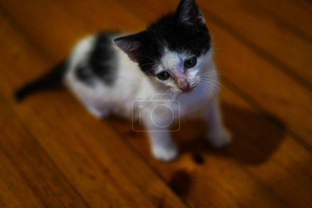 Téléchargez les photos : Bébé chaton dans un plancher de bois - en image libre de droit