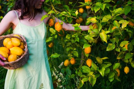 Téléchargez les photos : Fille recolter des citrons d'un arbre sur un panier - en image libre de droit