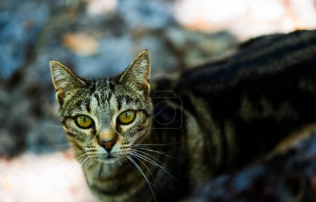 Téléchargez les photos : Gris beau chat regardant vers la caméra au premier plan - en image libre de droit
