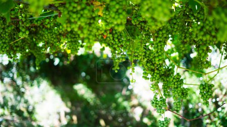 Téléchargez les photos : Raisins verts Vignoble Lumière du soleil Transluscent - en image libre de droit