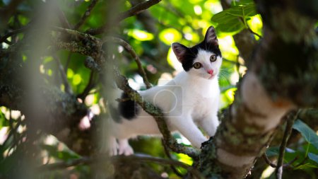 Téléchargez les photos : Chat mignon dans un arbre en attente d'attention - en image libre de droit