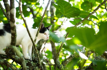 Téléchargez les photos : Intelligent chat habile grimper à un arbre et descend de l'arbre. Chat sur l'arbre sur un fond naturel. - en image libre de droit