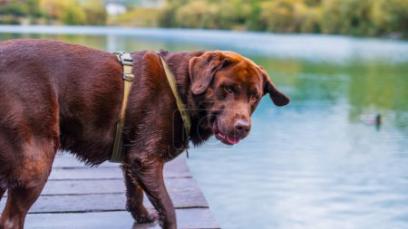 Téléchargez les photos : Adorable chocolat Labrador avant de sauter dans le lac - en image libre de droit